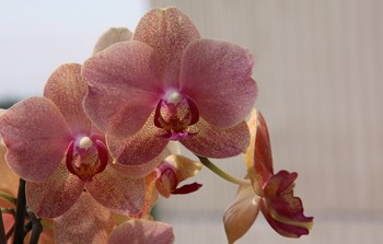 Orchideen / ***