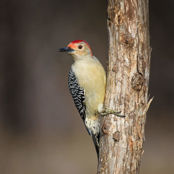 Red-bellied Woodpecker / ***