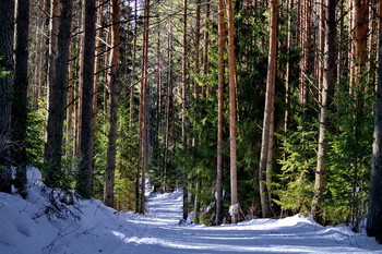 Winterwald / ***