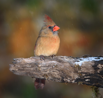 Northern cardinal (female) &amp; Happy New Year! / ***