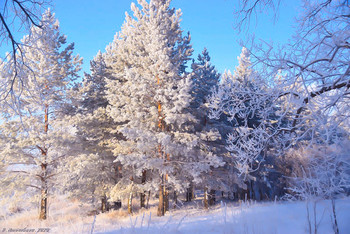 in den Winterwald / ...