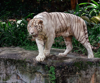 White Tiger / ***