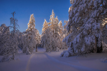 Abend im Wald / ***