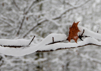 Winter-Etüde. / ***