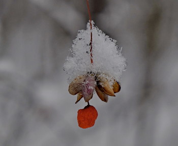 Winter Cherry / ***