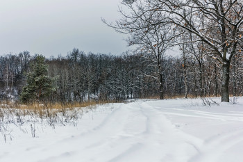 in den Winterwald / ***