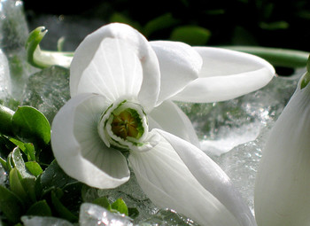 Snow Flower / ***