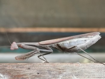 Gottesanbeterin / ***