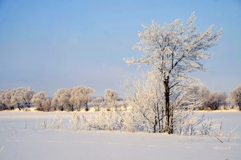 Wintermorgen. / ***