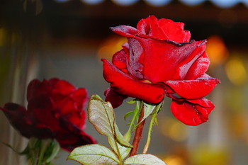 frostigen Morgengrauen / ***