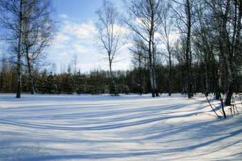 Winter Glade / ***