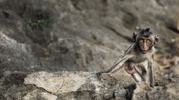 baby Affe / aufgenommen in freier Wildbahn....