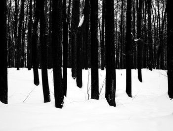 Winterwald / ***