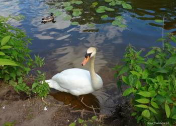 Schwan / ***