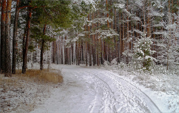 Winterwald / ***