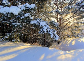 Winterwald / ***