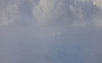 Zwei im Nebel / ***