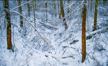 Winterwald / ***