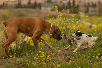 El conejo juguete para mascotas. / Jugando las mascotas.