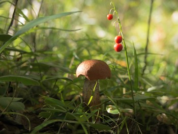 in den herbstlichen Wald / ***