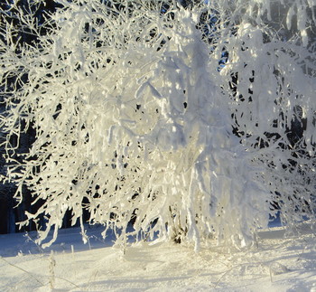 Zärtlichkeit der Natur / ***