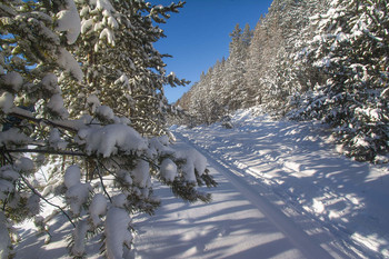 Winterwald / ***