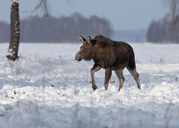 Der erste Winter / ***