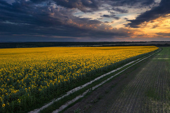 Abend im Juli / ***