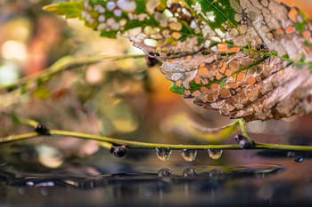 Las gotas de hoy. / Macro de laboratorio.
