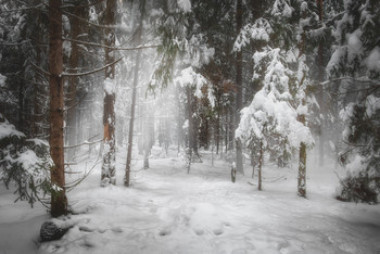 Winterwald / ***