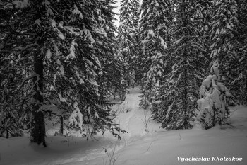 Winter taiga / ***