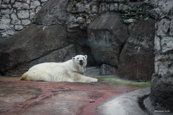 Polarbär / ***
