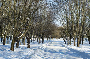 Winter im Park / ***