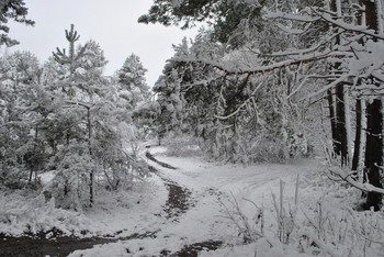 Wald Skizzen / ***