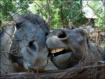 Horse Zärtlichkeit / ***