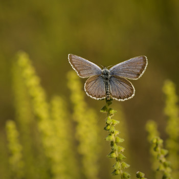 Zwei Einsamkeit / ***