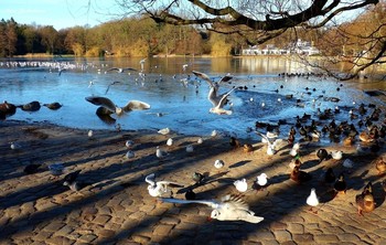 Außenmühlenteich Hamburg / ***