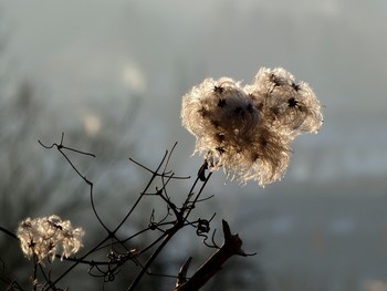 Waldrebe, Clematis / die Samenstände der Waldrebe im Sonnenlicht