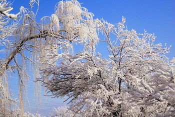 sonnigen Wintertag / ***