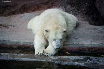 Polarbär / ***