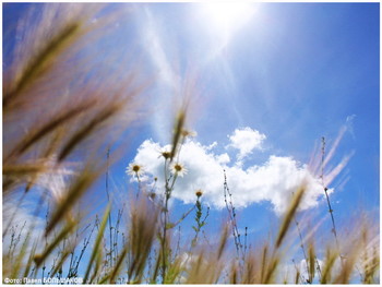 Erinnerungen an den Sommer / ***