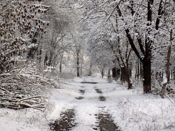 Straße im Winter / ***