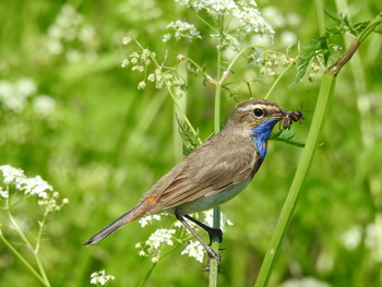 September Morgen / ***