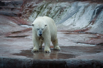 Polarbär / ***