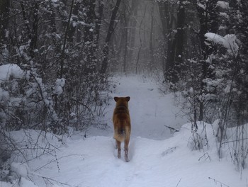 Straße in den Wald / ***