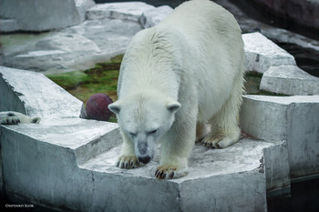 Polarbär / ***