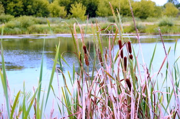 Rauschende Blätter ... / ***