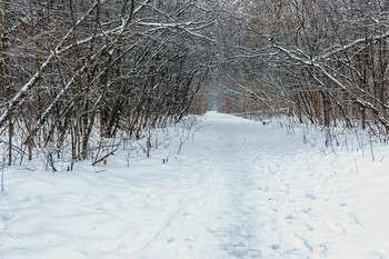 Der Weg in den Wald / ***