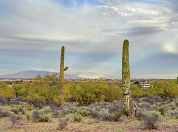 &nbsp; / Tucson city, Arizona, USA