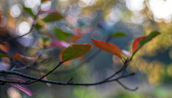 Aquarell Herbst / ***